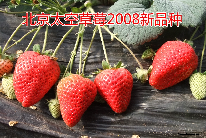 草莓1.png 草莓1.png