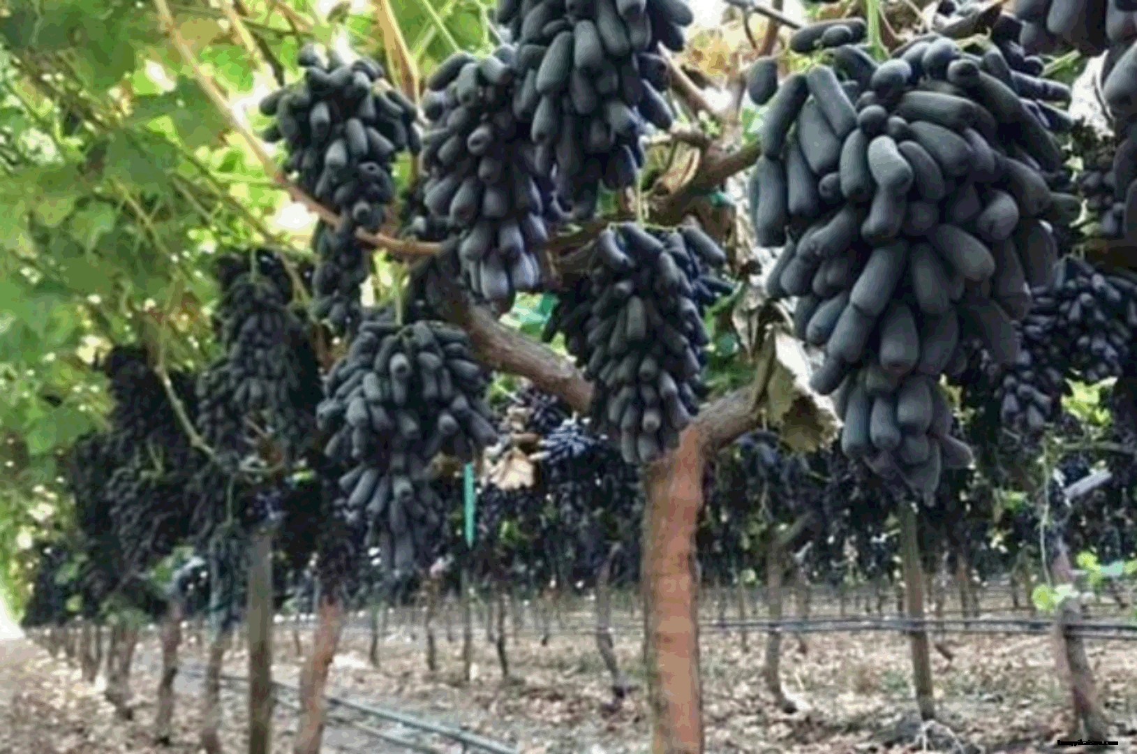 寶石蘭葡萄.gif 寶石蘭葡萄.gif