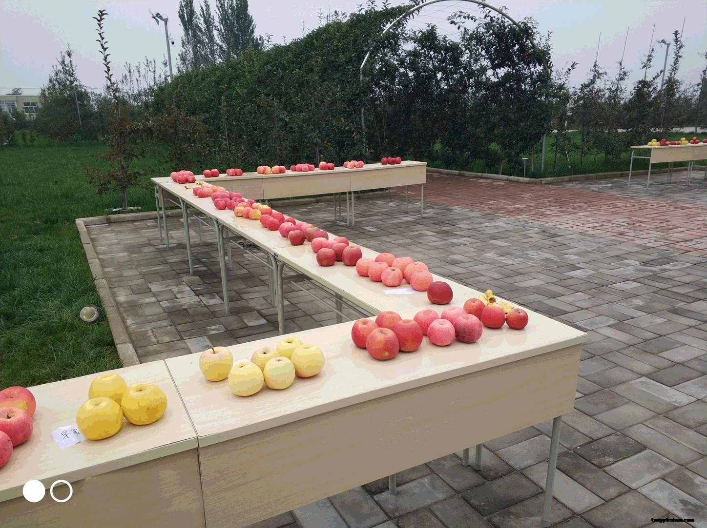 蘋果123.gif 蘋果123.gif